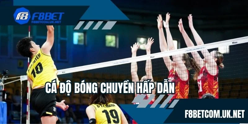 Cá độ bóng chuyền hấp dẫn